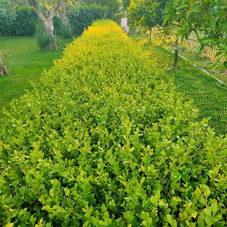Il Giardino Di Athena *